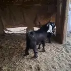 تيس عارضي للبيع مشروع فحل صنف