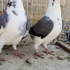 للبيع طبه زاجل