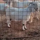 معزا مطورات خصم