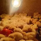 سمان تاكسس بيور