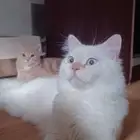 قط ذكر لتزاوج