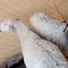 ثنتين حيل سمان حمايس