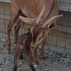 عنز محايلي تحتها جفره