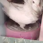 حمام كنق وحمام بلجيكي للبيع او البدل