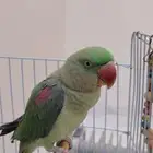 للبيع دره نيبالي توه صغير حجم طيب