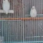 جوز روز البينو