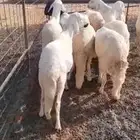 سواكن جذعان