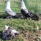 للبيع جوز بصراوي منتج تحته فرخين