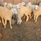 ذبايح مناسبات وثلاجة طليان ورخال