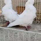 للبيع جوز كشكي