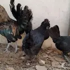 للبيع ذيك و3 دجاجات