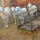 طليان جبرة مناسبات سمان وطيبه