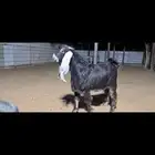 جفر عارضي مشروع فحل فاخر