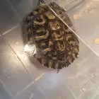 سلحفاة ذات الاذن الحمراء