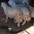 اربعة خرفان صفر نحران