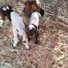 شاة نعيمية معها خروفين سلم وروم