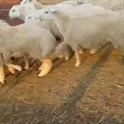 رخال ذبايح مقاني... طليان مناسبات