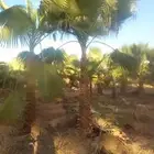 نخل واشنطني