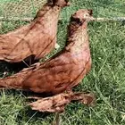 للبيع جوز عراقي