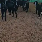 للبيع معزا عوارض