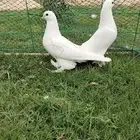 للبيع جوز صفاقي