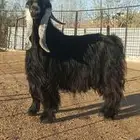 للبيع فحل خصم