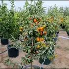 ابو سلطان لجميع انواع النخيل