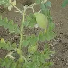 شتول منتجة من بذور عضوية 100