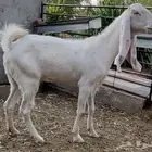 عنز مشروكة بكريه توها مثنية