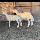 مشروع فحل ماشاءالله