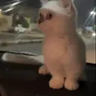 منشكن القط القزم