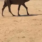 للبيع القعود الكفو دبياني