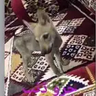 مطلوب جرو ذيب الي عنده يتواصل خاص