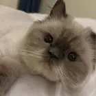 قط هملايا للتبني