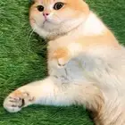 قط ذكر بريتش بيور NY12 للبيع او للتزاوج