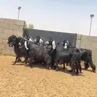 معزا عوارض صنف
