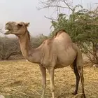 ناقة عادية للبيع