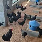 دجاج للبيع بلدي
