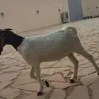 جفره للبيع