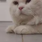 قط للتبني العاجل