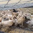 صوص دجاج بلدي عمر شهر ونصف