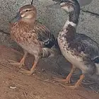 بط نحم مهاجر جوز