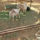 جوز ماعز قزمي منتج
