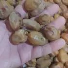 تمر اخلاص شقراء