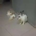 Rabbit 8 months