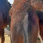 قعود كفو حق زواج ولا مبدا