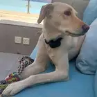 كلب هجين لابرادور