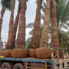 نخل واشنطني امريكي زينه