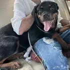 انثى روت وايلر العمر 11شهر