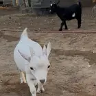ماعز قزم قزمي